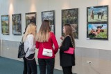 Fotoklub RCKP w Krośnie świętuje 20-lecie działalności jubileuszową wystawą. Te zdjęcia zachwycają!