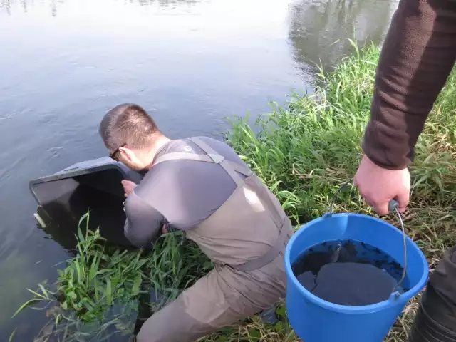 Jesiotry z Jeziora Mucharskiego zasilą polskie rzeki? (zdjęcie poglądowe)