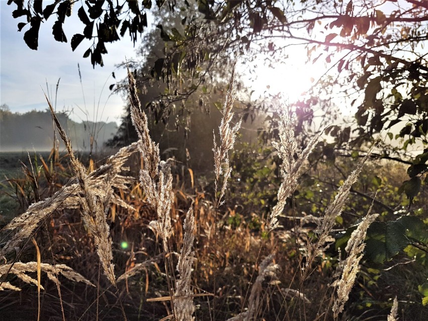 Trzeba umieć złapać te chwile... Zobaczcie piękno Zielonego Lasu o każdej porze roku, namalowane obiektywem Grzegorza Mutwila