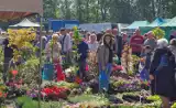 Rośliny na każdą kieszeń na targach "Pamiętajmy o ogrodach" w Piotrkowie ZDJĘCIA