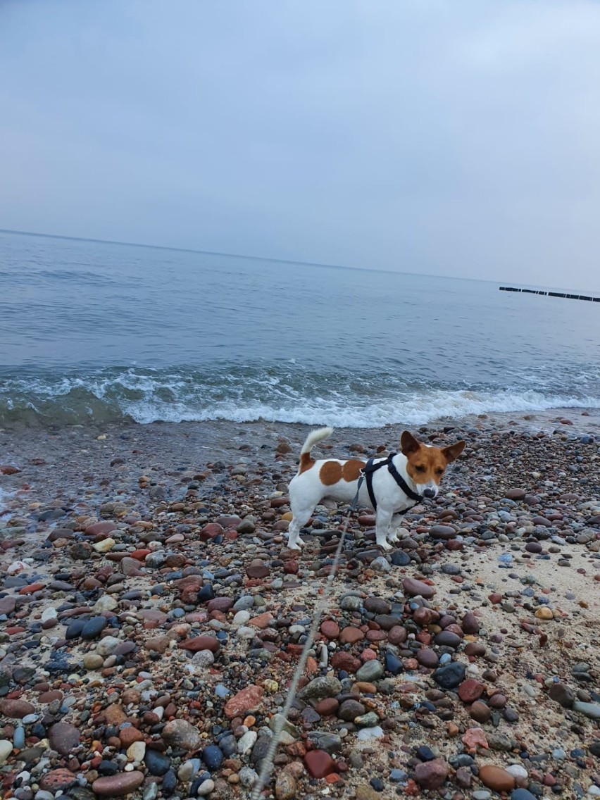 Jarosławiec, Rusinowo: Grudniowy spacer po plaży [ZDJĘCIA]