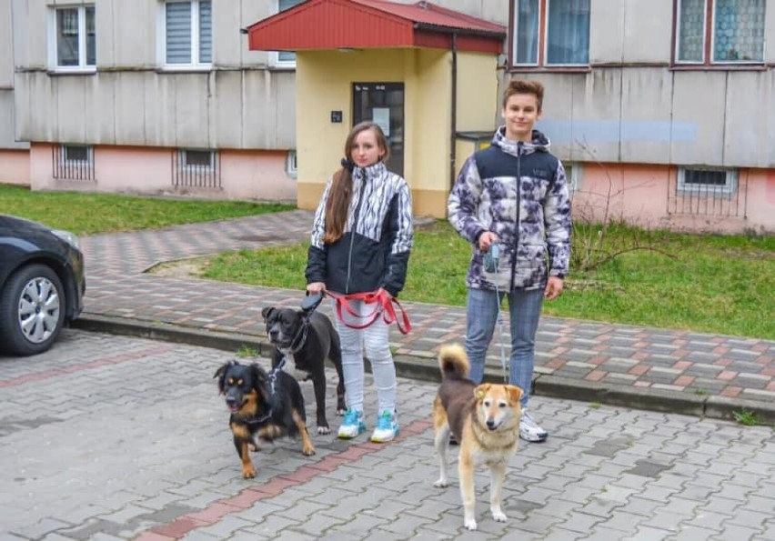 Młodzi radni angażują się w pomoc zwierzętom uratowanym z Ukrainy.