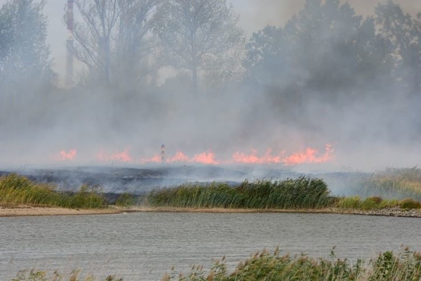Po stronie niemieckiej na wysokości stacji paliw Schell w Kostrzynie palą się łąki i drzewa