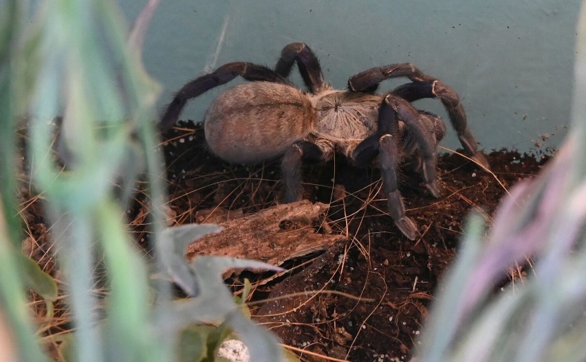 Egzotyczne pająki i skorpiony w Wojewódzkim Domu Kultury w Kielcach. Można wziąć na ręce i pokonać strach. Zobacz zdjęcia i film