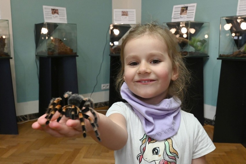 Egzotyczne pająki i skorpiony w Wojewódzkim Domu Kultury w Kielcach. Można wziąć na ręce i pokonać strach. Zobacz zdjęcia i film