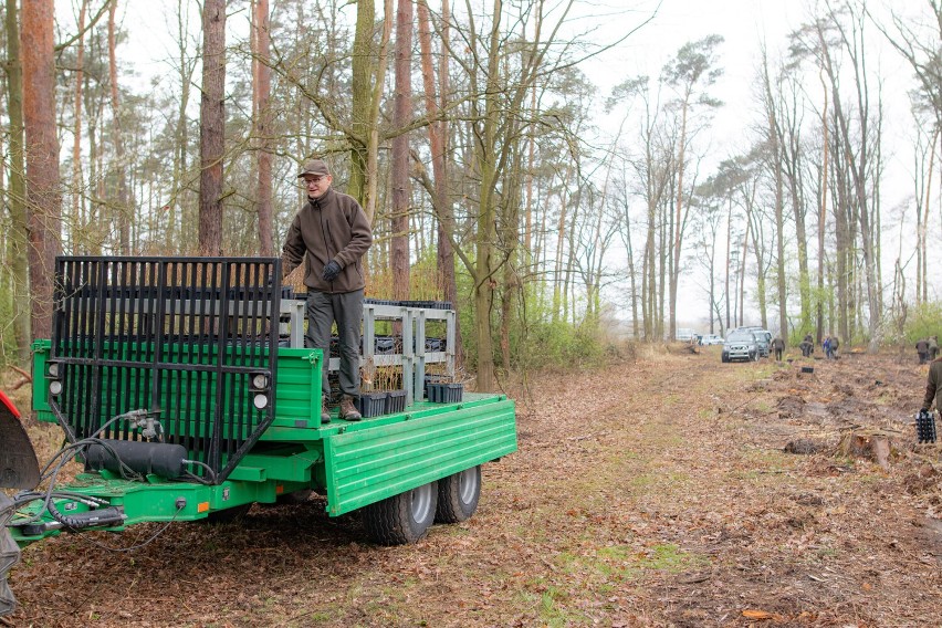 Pracownicy Nadleśnictwa Legnica sadzili las na terenie leśnictwa Dobrzejów