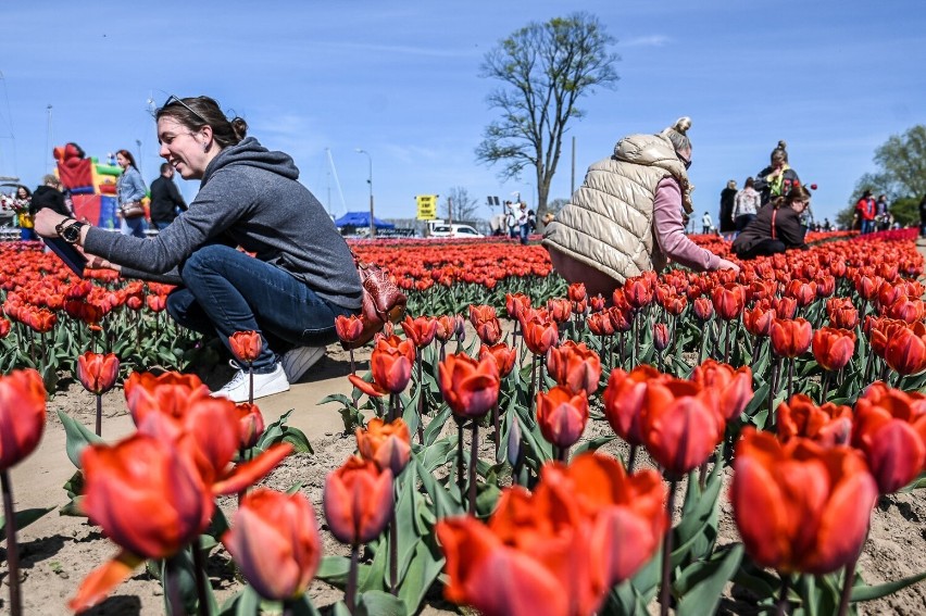 Kolorowa majówka w Błotniku. "O Rany, Tulipany". Rodzinna...