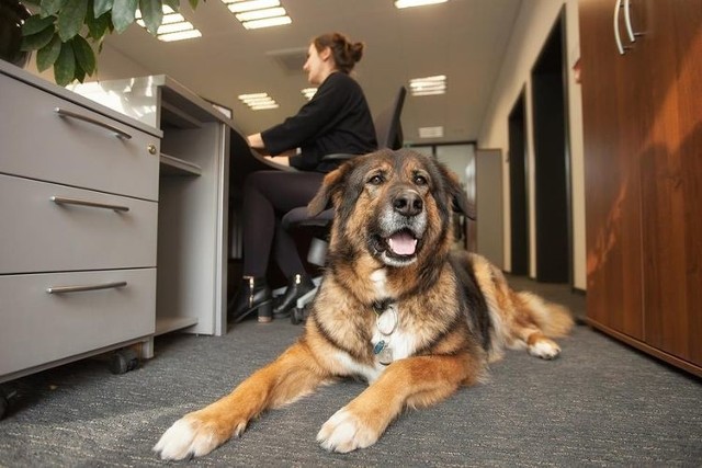 Rozpoczęła się akcja "Pies w biurze", którą organizuje bydgoskie schronisko.