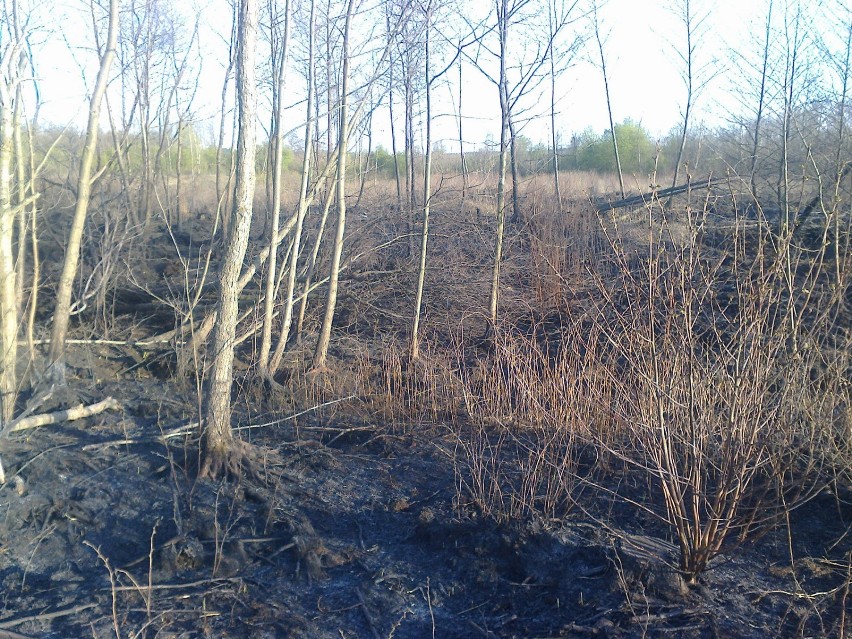 Pożar torfowisk w miejscowości Smólniki Racięckie