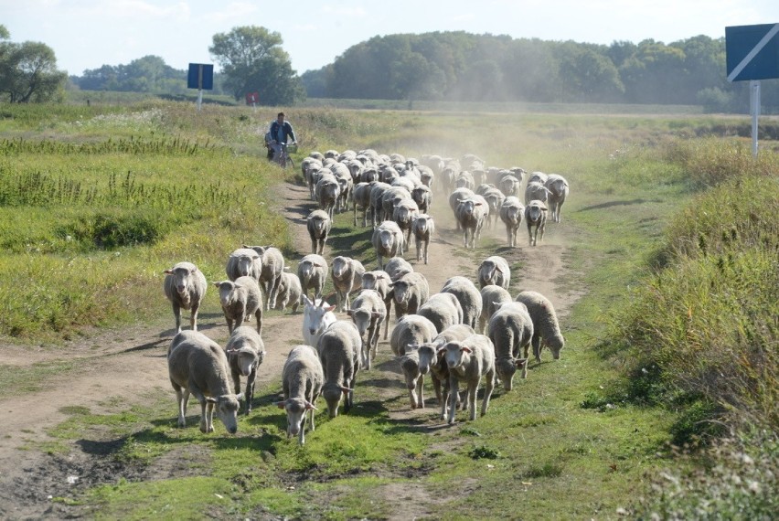 Lubuska wieś przez ostatnie kilkadziesiąt lat mocno się...