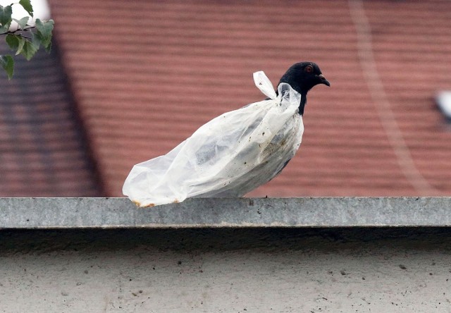 Legnicki gołąb w pelerynie przeciwdeszczowej.