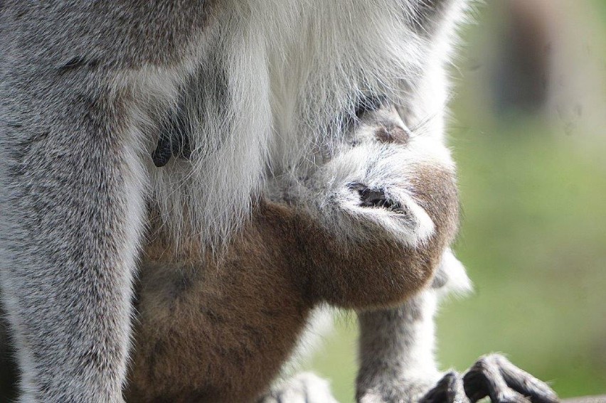 Wrocław. Wyginam śmiało ciało, czyli... zobacz lemury, które przyszły na świat w naszym zoo (ZDJĘCIA)