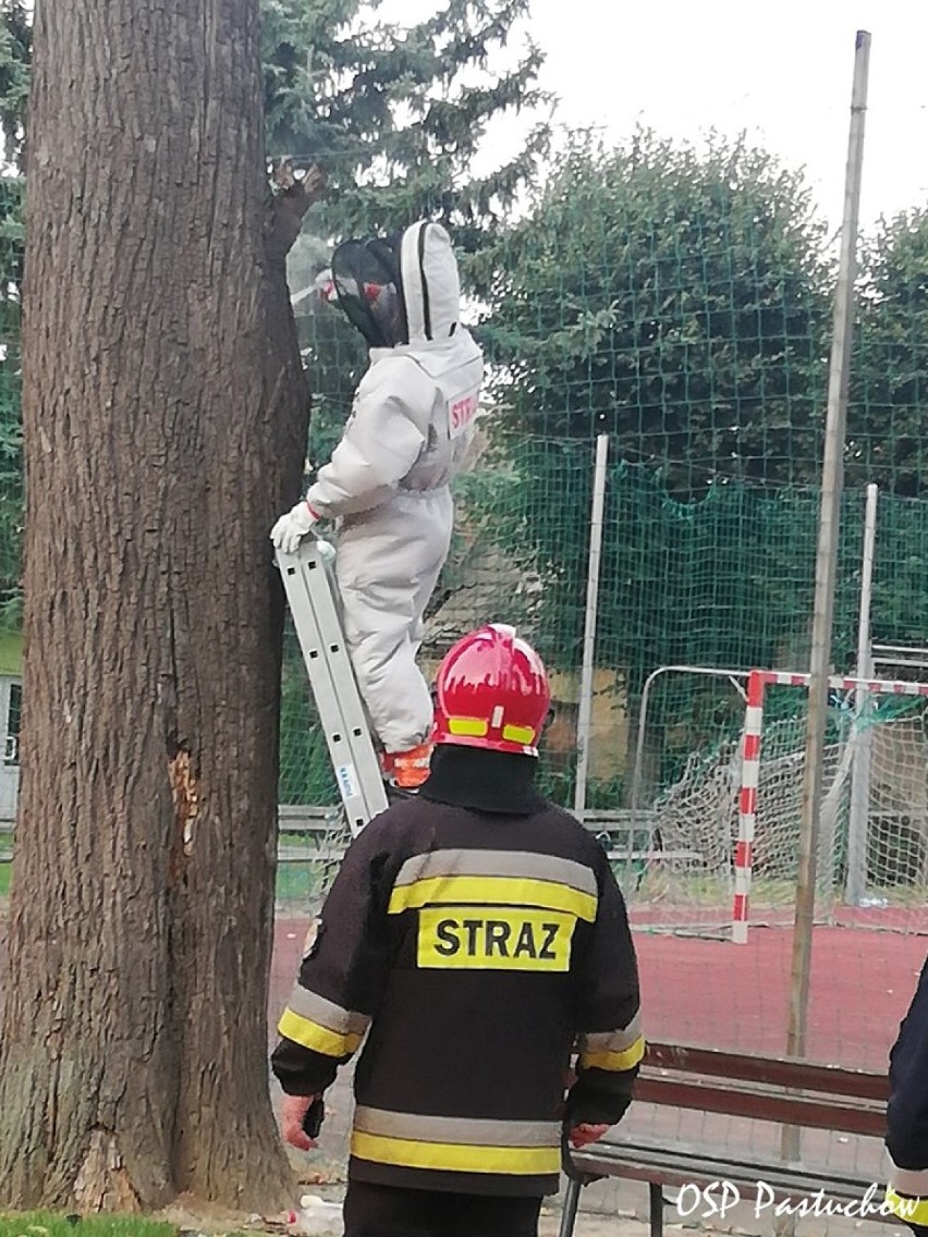 Strażacy usuwają gniazda szerszeni i os. M.in. w pobliżu szkół (ZDJĘCIA)