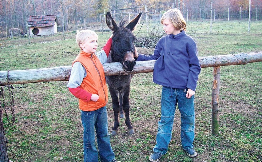 Osiołek James  ma cztery lata i  z ciekawością przygląda się...