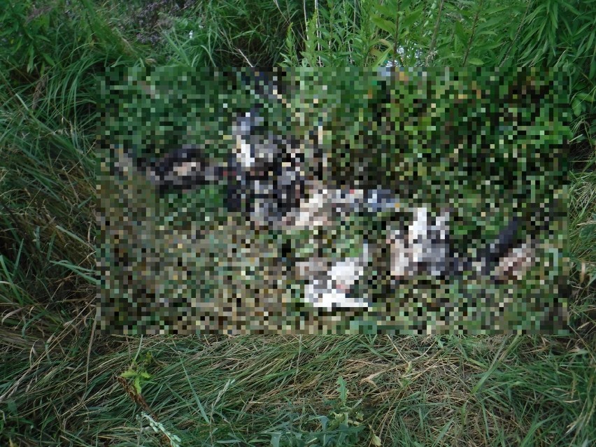 Kilkadziesiąt martwych gołębi w zaroślach przy drodze w Pabianicach. Kto je zabił i dlaczego?