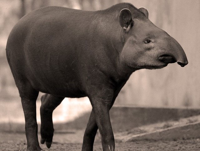 Jedną z planowanych tegorocznych inwestycji jest budowa nowej siedziby dla tapirów.