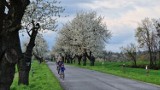 Kwitnące aleje czereśniowe pod Górą św. Anny przyciągają turystów i miłośników fotografii