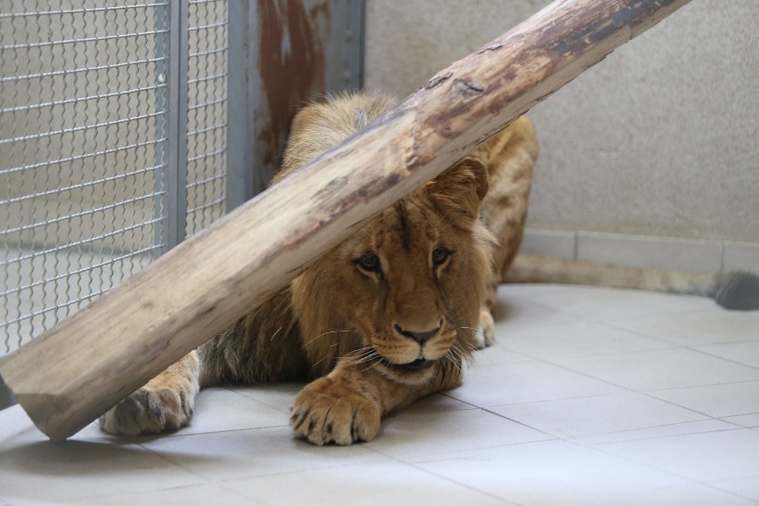 Wizytu u lwa Bolka w chorzowskim zoo