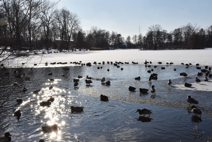 Słoneczna i mroźna zima w Oleśnicy. Zobacz zdjęcia naszego reportera