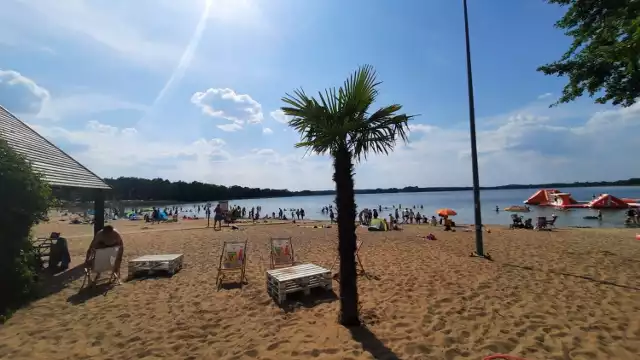 Ozdobą plaży jest egzotyczne drzewo - palma. Jest zasadzona na stałe, zimą zostaje otulona i czeka w ciepełku na wiosnę i lato