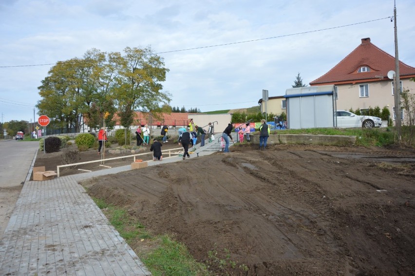 Posadzili kolejne tysiąc żonkili dla hospicjum. Tym razem w Nowej Wsi Lęborskiej