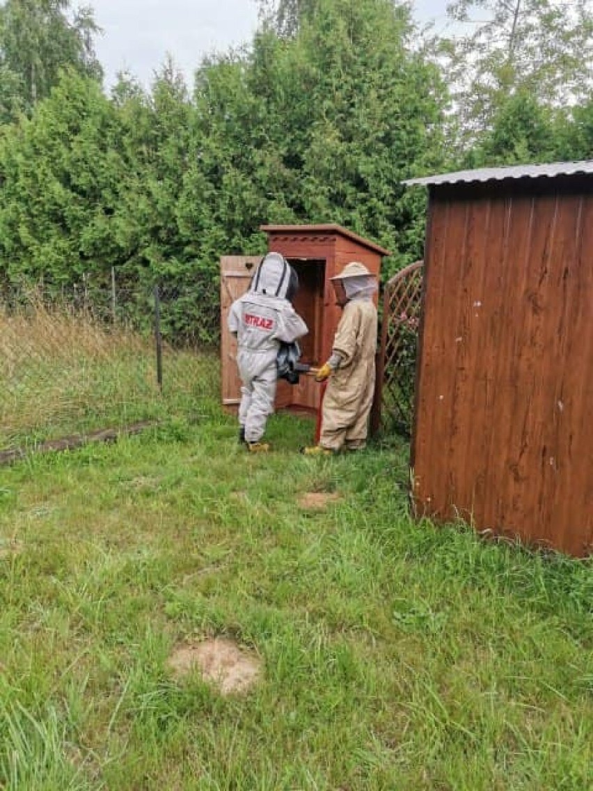 Straż pożarna podsumowała tydzień działań. Osy i szerszenie w roli głównej ZDJĘCIA