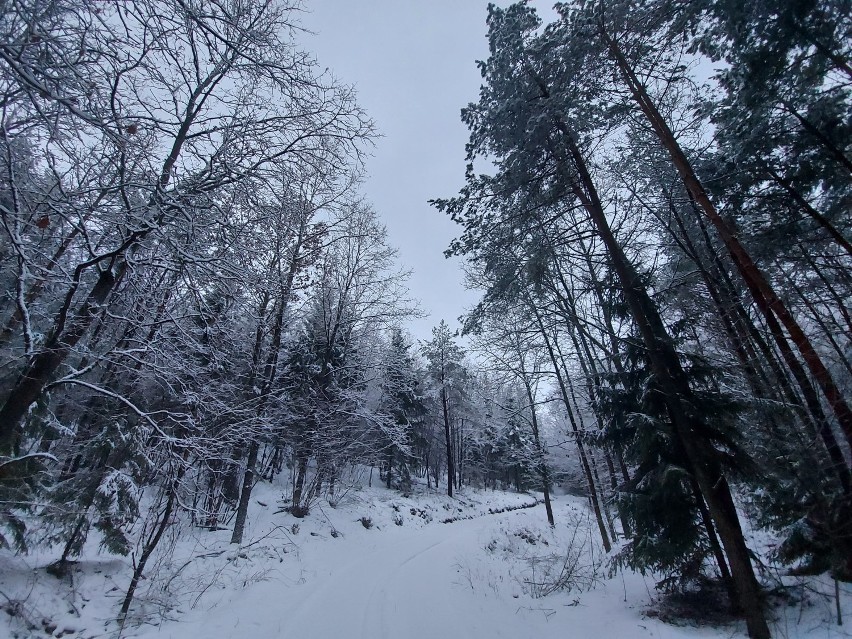 Ponowny atak zimy. Meteorolodzy ostrzegają przed zamieciami i zawiejami śnieżnymi, dużymi opadami śniegu oraz oblodzeniem