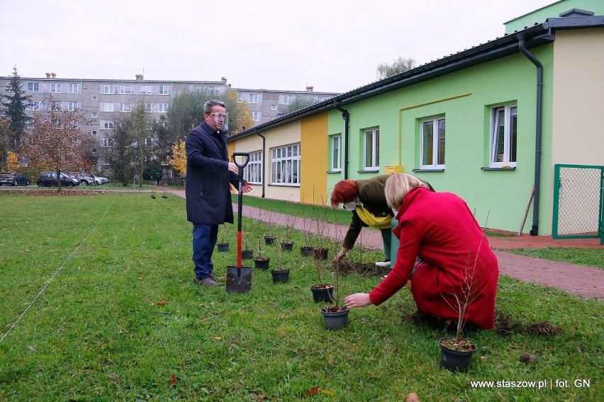 W Staszowie coraz więcej zieleni. Nasadzono nowe krzewy i drzewa (ZDJĘCIA)
