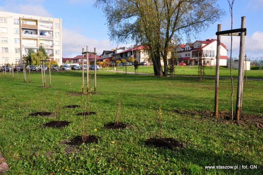 W Staszowie coraz więcej zieleni. Nasadzono nowe krzewy i drzewa (ZDJĘCIA)