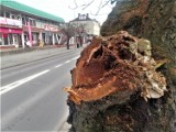 Wiśnie w centrum Goleniowa przycięte. Jesienią część z nich zniknie