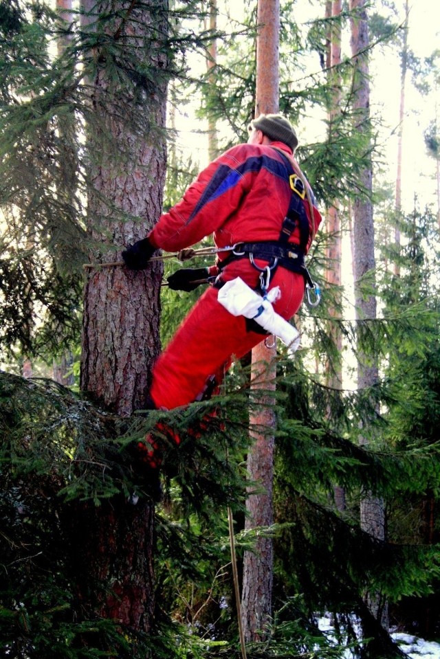 Aby wspiąć się na drzewo należy wyposażyć się w odpowiednie narzędzia, str&oacute;j oraz zdobyć uprawnienia do pracy o charakterze alpinisty. Na zdjęciu Janusz Stawowczyk z firmy Wiewi&oacute;rka. fot. Robert Grzeszczyk