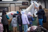 Konie, przejażdżki bryczką, moc atrakcji. Dzień otwarty w stajni "Huzar" w Jaśle