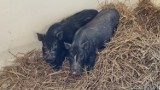 Pleszew. Szczęśliwe zakończenie! Dwie wietnamskie świnki dzięki Straży Miejskiej znalazły nowy dom i nie zostaną uśpione!