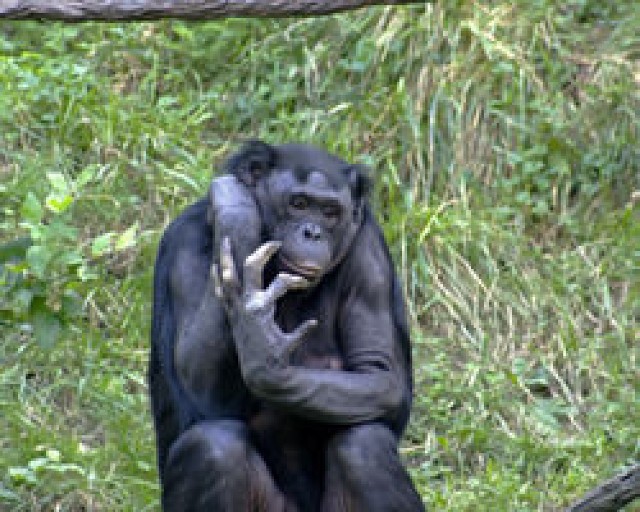 Małpka bonobo