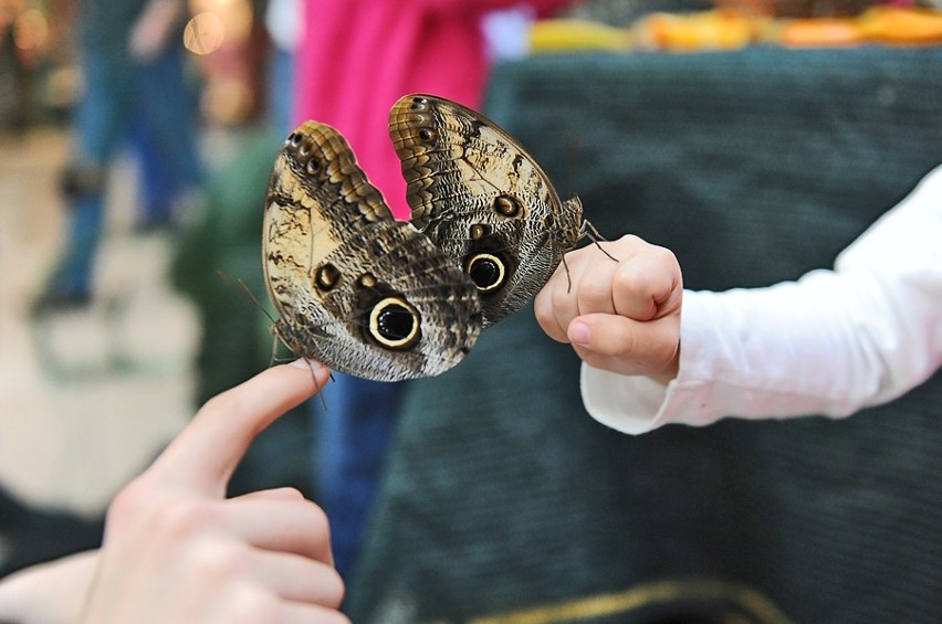Poznań: Zobacz egzotyczne motyle w King Cross Marcelin [ZDJĘCIA]