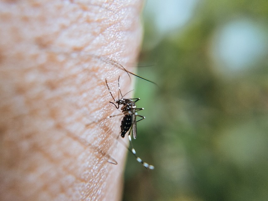 Na ugryzienie komara warto zastosować któryś z domowych...