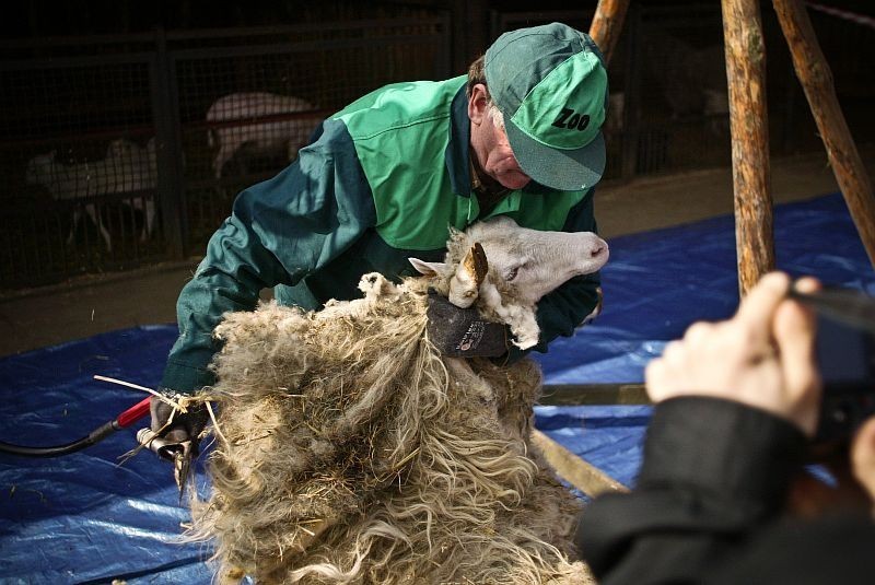 Owce z wrocławskiego zoo są gotowe na wiosnę (ZDJĘCIA)