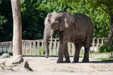 Warszawskie ZOO szykuje się do Święta Dyni. Będzie karmienie słoni i wspólne gotowanie