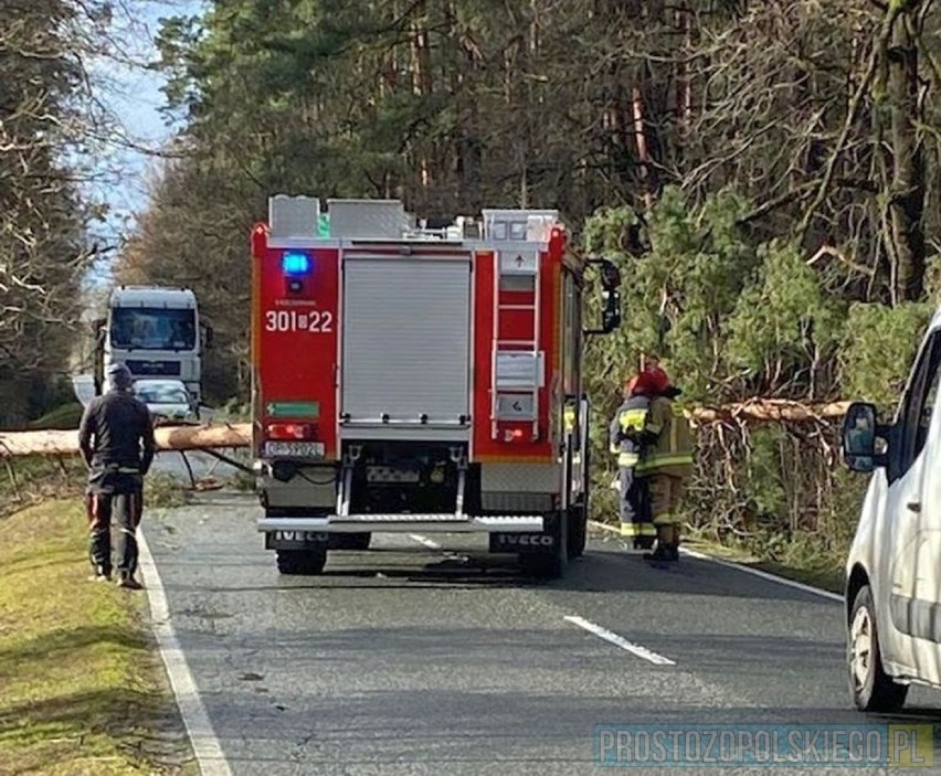 Drzewo zablokowało drogę w Opolu.