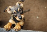 Pomóż bezdomnym zwierzakom znaleźć nowy dom