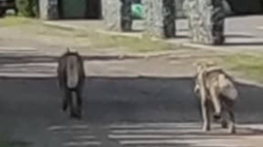 Wilki widziane na ulicy Strumykowej w Grodzisku...