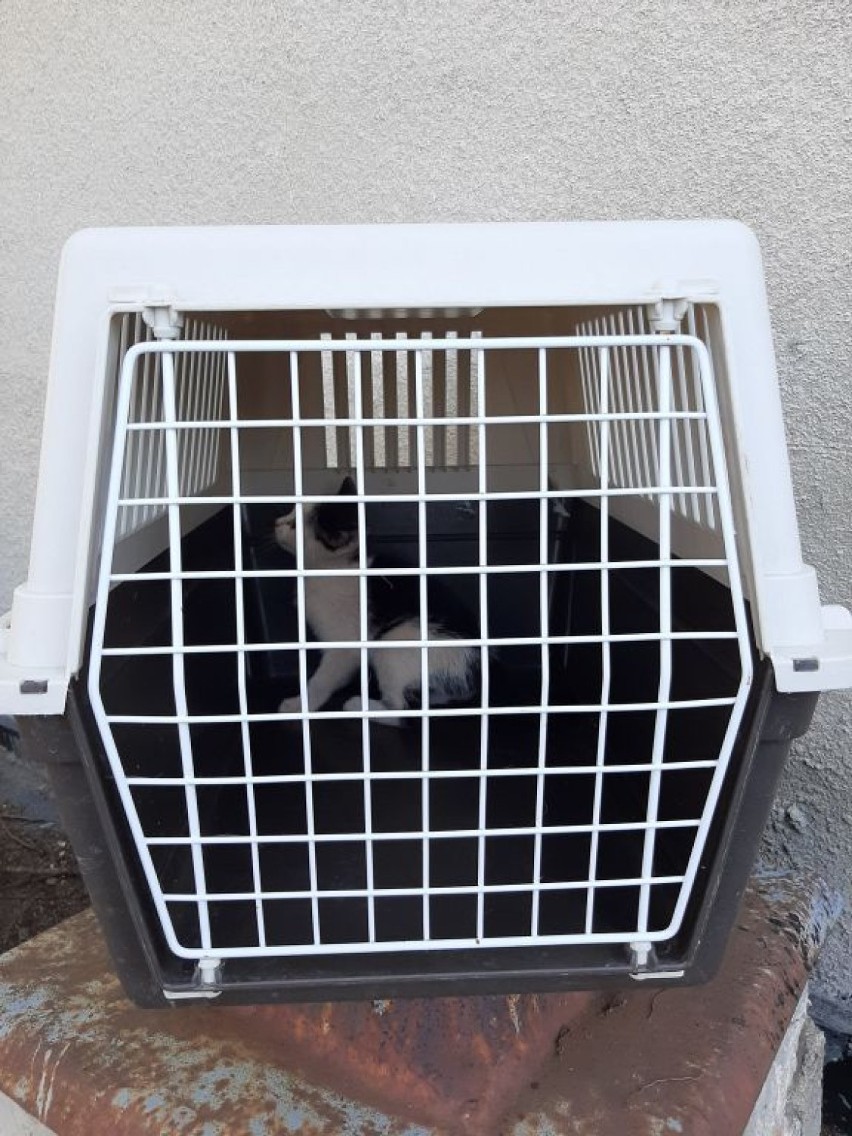 Strażnicy uwolnili kota uwięzionego w kominie wentylacyjnym