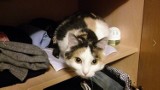 Uwięziony kot w Rydułtowach. Wydostali go strażacy