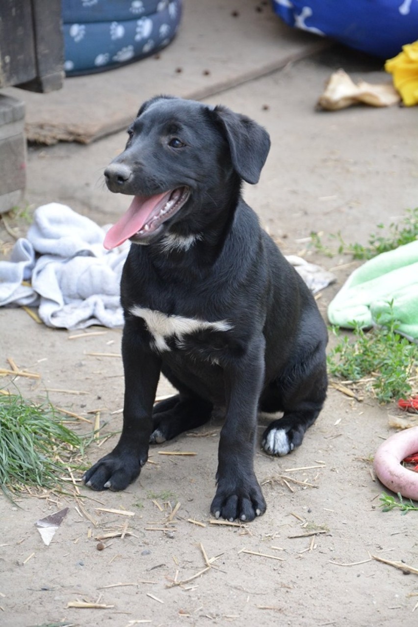 Tobi to psiak odebrany interwencyjnie, jego życie od...