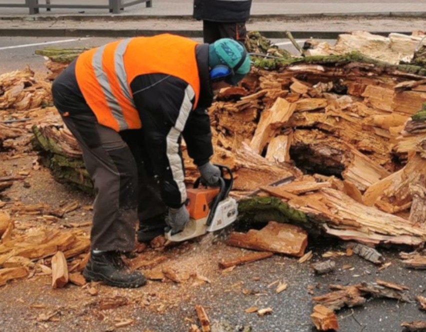 Wycinają drzewa na Rynku w Damasławku. Co jeszcze się zmieni? 
