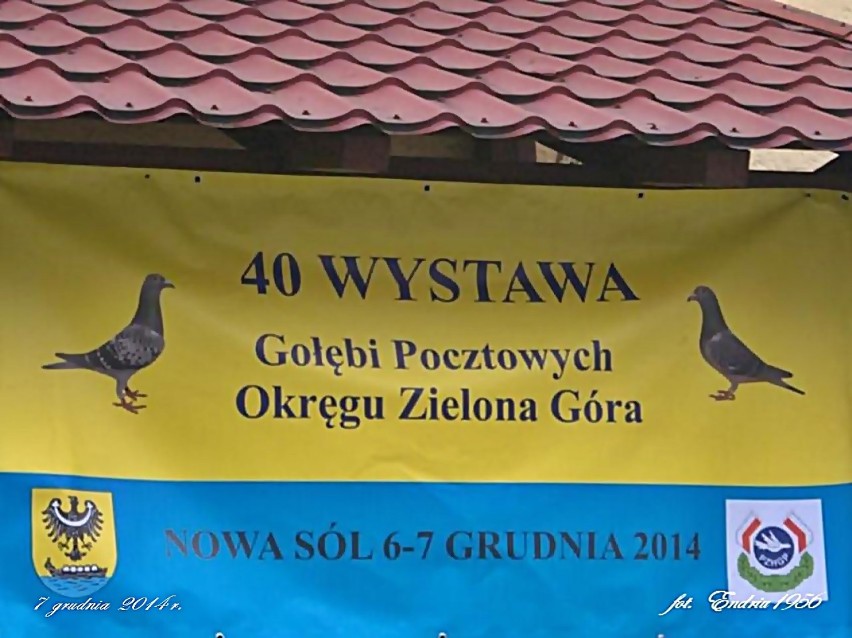 40. Wystawa Gołębi Pocztowych Okręgu Zielona Góra