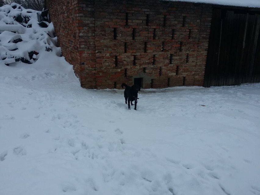 Trzęsące się z zimna i głodne psy na posesji. Interweniowała policja oraz OTOZ Animals