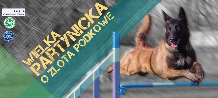 Zawody psów na torze przeszkód w weekend we Wrocławiu