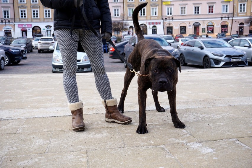 "Psy tej rasy chronią rodzinę i przynoszą wiele radości". Spacer po Lublinie z Cane Corso Italiano. ZOBACZ ZDJĘCIA