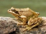 Podium w Gliwicach - tu mogą zginąć żaby. Jak je uratować? Jest pomysł
